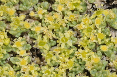 Azorella valentini