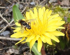 Anasimyia anausis