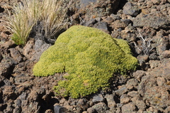 Azorella valentini