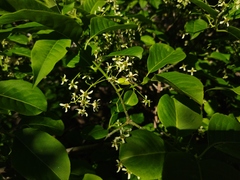 Euonymus hamiltonianus sieboldianus