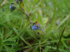 Myosotis arvensis