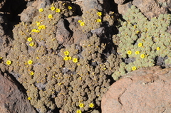 Oxalis erythrorrhiza