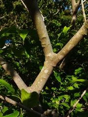 Euonymus hamiltonianus sieboldianus