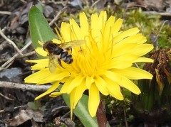 Anasimyia anausis