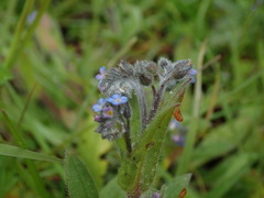 Myosotis arvensis