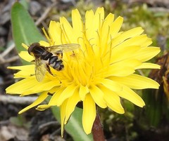 Anasimyia anausis