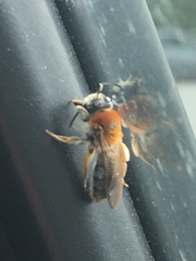 Andrena haemorrhoa