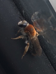 Andrena haemorrhoa