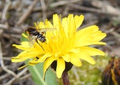 Anasimyia anausis