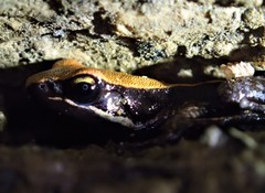 Mantella betsileo