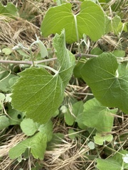 Vitis girdiana