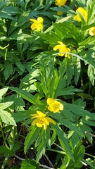Anemonoides ranunculoides
