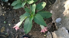 Brugmansia sanguinea
