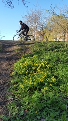 Anemonoides ranunculoides