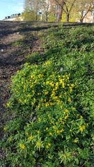 Anemonoides ranunculoides