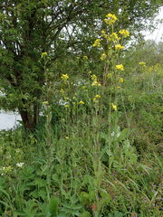 Brassica rapa