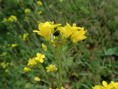 Brassica rapa