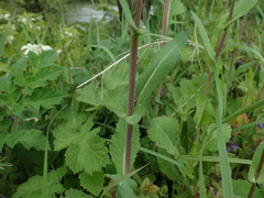 Brassica rapa
