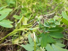 Gymnospermium odessanum