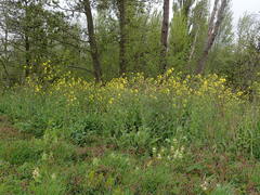 Brassica rapa