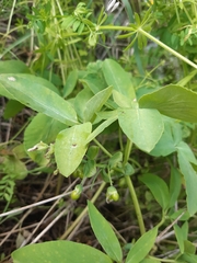 Gymnospermium odessanum