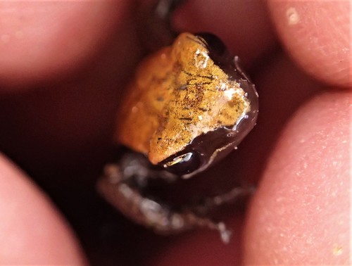 Bronze Mantella