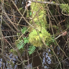 Polypodium glycyrrhiza