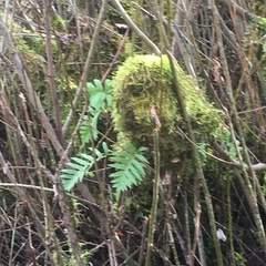 Polypodium glycyrrhiza
