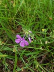 Phlox pilosa pilosa