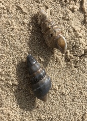 Cerithiidae