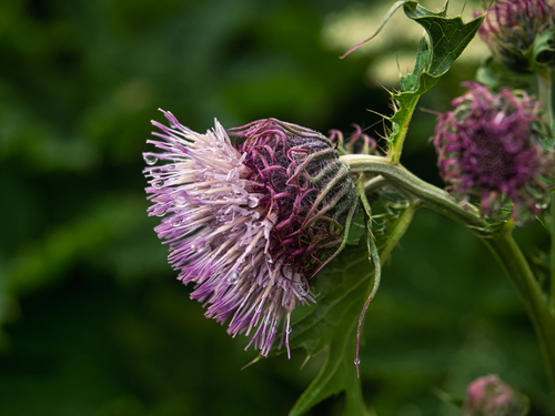 Kamchatka thistle