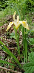 Iris tenax gormanii