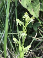 Habenaria filifera