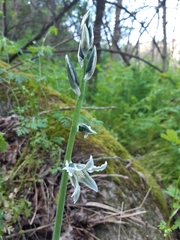 Ornithogalum boucheanum