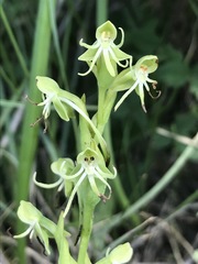 Habenaria filifera