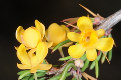 Berberis empetrifolia