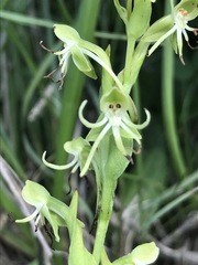 Habenaria filifera