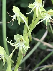 Habenaria filifera