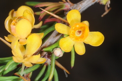 Berberis empetrifolia
