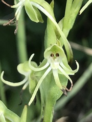 Habenaria filifera