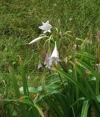 Crinum bulbispermum