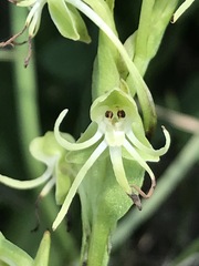 Habenaria filifera