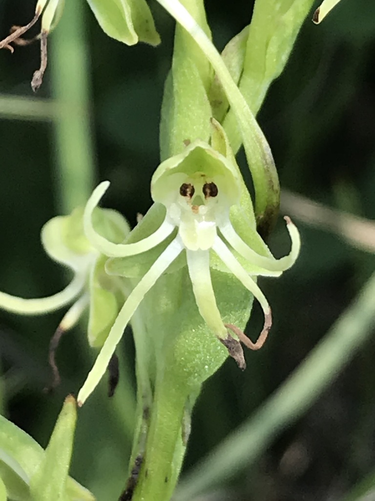 Habenaria filifera