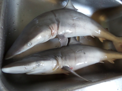 Carcharhinus brevipinna