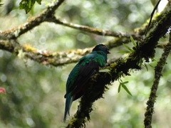 Pharomachrus antisianus