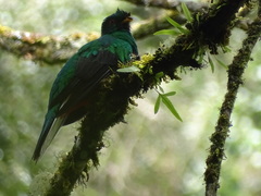 Pharomachrus antisianus