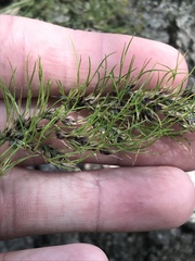 Poa bulbosa vivipara