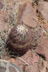 Echinomastus intertextus intertextus