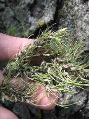 Poa bulbosa vivipara