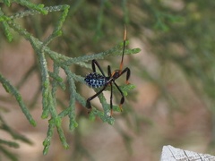 Acanthocephala thomasi